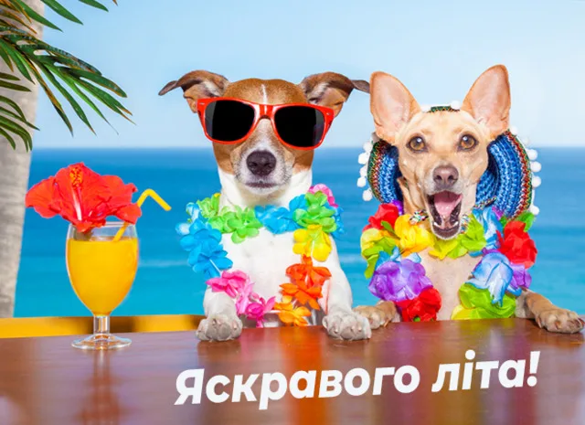 Дві собаки в квітчастих вінках на пляжному барі з тропічним напоєм.