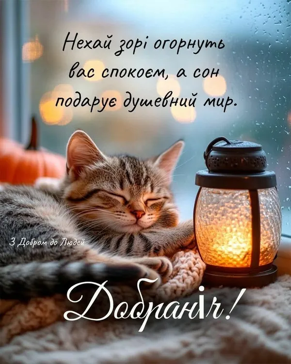 Сплячий кіт поруч із ліхтарем під час дощу.